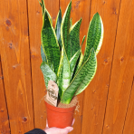 Svokrine jazyky (Sansevieria trifasciata) ´SUPERBA´ - výška 20-30 cm , kont. C1L